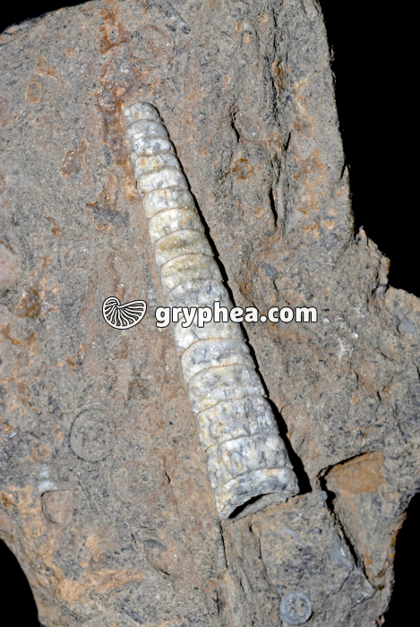 Orthoceras - gryphea.org